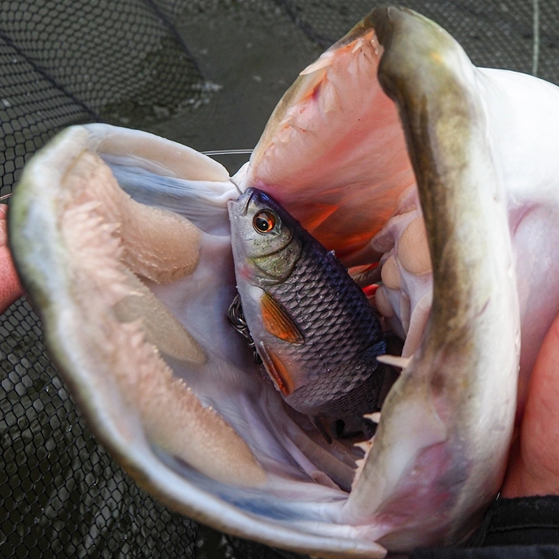 Savage Gear 3D Line Through Glide Roach 17cm/78g